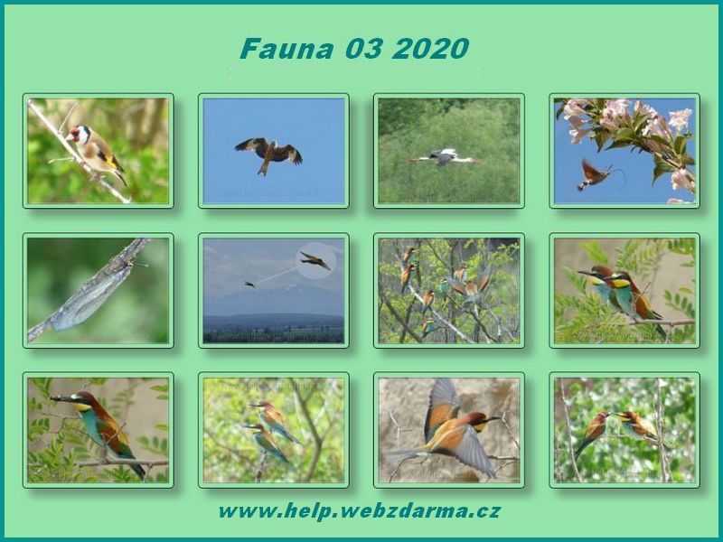 fauna 03 2020
